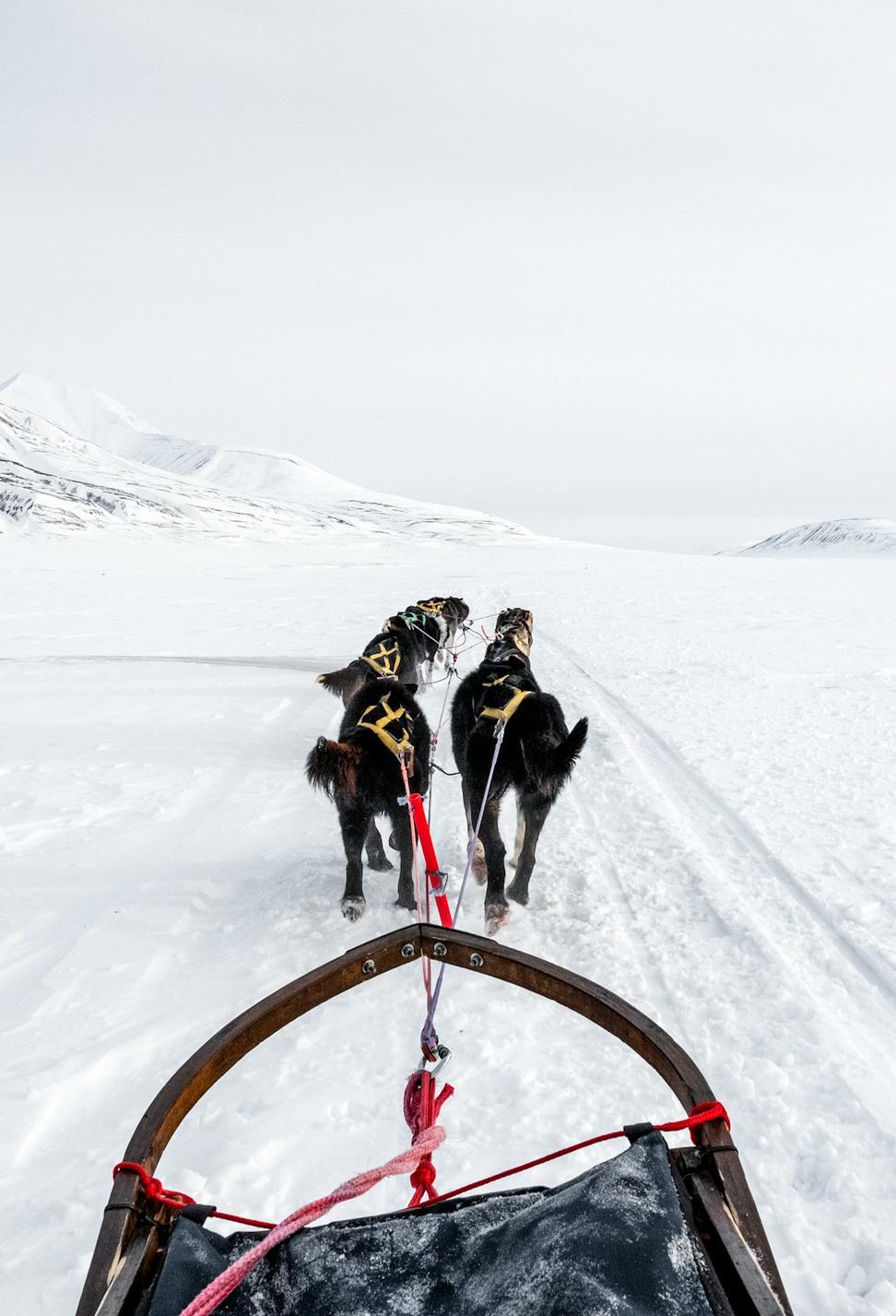 Dog Sledding